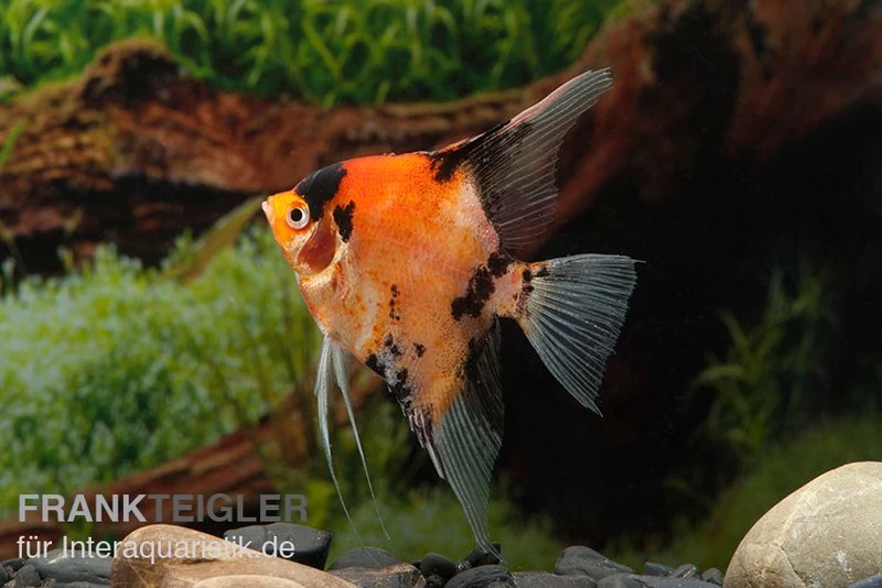 Skalar Red King, Pterophyllum scalare, 4,0 cm bis 5,0 cm, DNZ Skalar Red King, Pterophyllum Scalare, 4,0 Cm Bis 5,0 Cm, DNZ -Interaquaristik Verkäufe Pterophyllum scalare Red King