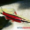 Purpur-Zwergziersalmler, Nannostomus Rubrocaudatus -Interaquaristik Verkäufe Purpur Zwergziersalmler Nannostomus rubrocaudatus 1