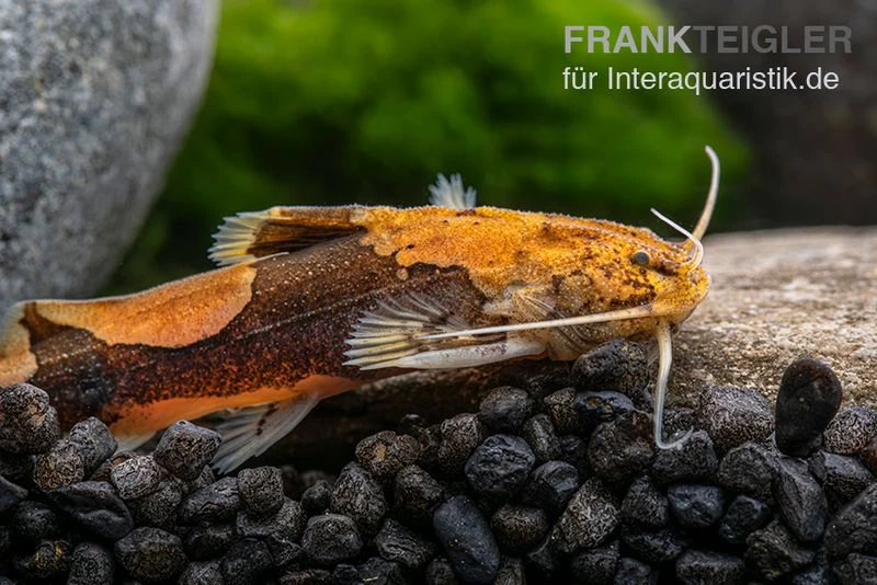 Rautenflecken-Zwergwels, Akysis portellus Rautenflecken-Zwergwels, Akysis Portellus -Interaquaristik Verkäufe Rautenflecken Zwergwels Akysis portellus 1
