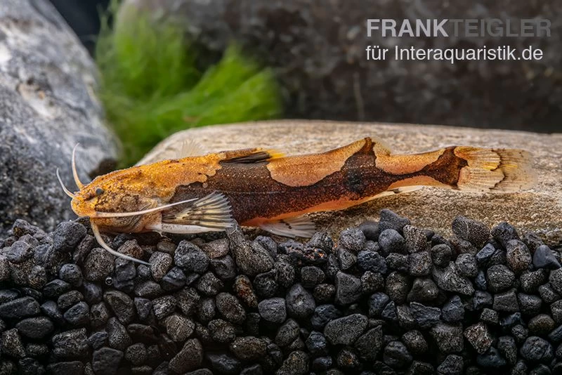 Rautenflecken-Zwergwels, Akysis portellus Rautenflecken-Zwergwels, Akysis Portellus -Interaquaristik Verkäufe Rautenflecken Zwergwels Akysis portellus 2