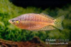 Rawa-Biru-Regenbogenfisch, Melanotaenia Cf. Splendida Rubrostriata "Rawa Biru" , 5 Tiere