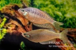 Rawa-Biru-Regenbogenfisch, Melanotaenia Cf. Splendida Rubrostriata "Rawa Biru" , 5 Tiere -Interaquaristik Verkäufe Rawa Biru Regenbogenfisch Melanotaenia cf splendida rubrostriata Rawa Biru 3