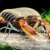 "Red Claw" Tigerkrebs, Cherax Peknyi Var. "Red Claw" -Interaquaristik Verkäufe Red Claw Tigerkrebs Cherax peknyi var Red Claw 1