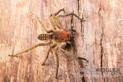 Red Fang Spider, Piloctenus Haematostoma -Interaquaristik Verkäufe Red Fang Spider Piloctenus haematostoma 3