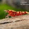 Red Galaxy Garnele Mix, Caridina Spec. "Red Galaxy" -Interaquaristik Verkäufe Red Galaxy Garnele Mix Caridina spec Red Galaxy 1