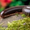 Red Legged Millipede, Spirostreptus Sp. Red Legged Nigeria -Interaquaristik Verkäufe Red Legged Millipede Spirostreptus sp Red Legged Nigeria 1