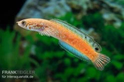 Regenbogen-Schlangenkopf, Channa Bleheri, 10-15 Cm 4 Regenbogen-Schlangenkopf, Channa Bleheri, 10-15 Cm -Interaquaristik Verkäufe Regenbogen Schlangenkopf Channa bleheri 1