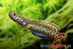 Interaquaristik Verkäufe 1 Regenbogen-Schlangenkopf, Channa Bleheri, 10-15 Cm