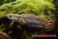 Interaquaristik Verkäufe -Interaquaristik Verkäufe Regenbogen Schlangenkopf Channa bleheri neu 2