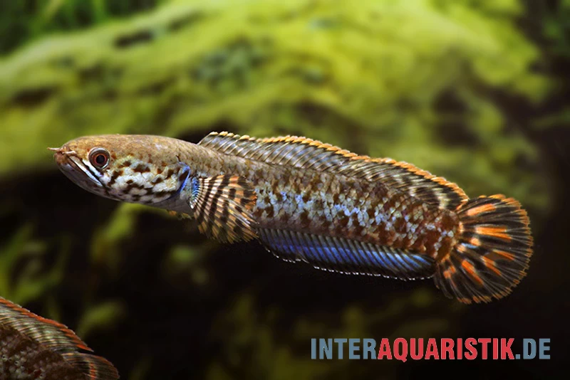 Regenbogen-Schlangenkopf, Channa bleheri, 10-15 cm Regenbogen-Schlangenkopf, Channa Bleheri, 10-15 Cm -Interaquaristik Verkäufe Regenbogen Schlangenkopf Channa bleheri neu 2