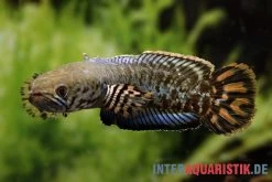 Regenbogen-Schlangenkopf, Channa Bleheri, 10-15 Cm 3 Regenbogen-Schlangenkopf, Channa Bleheri, 10-15 Cm -Interaquaristik Verkäufe Regenbogen Schlangenkopf Channa bleheri neu 3