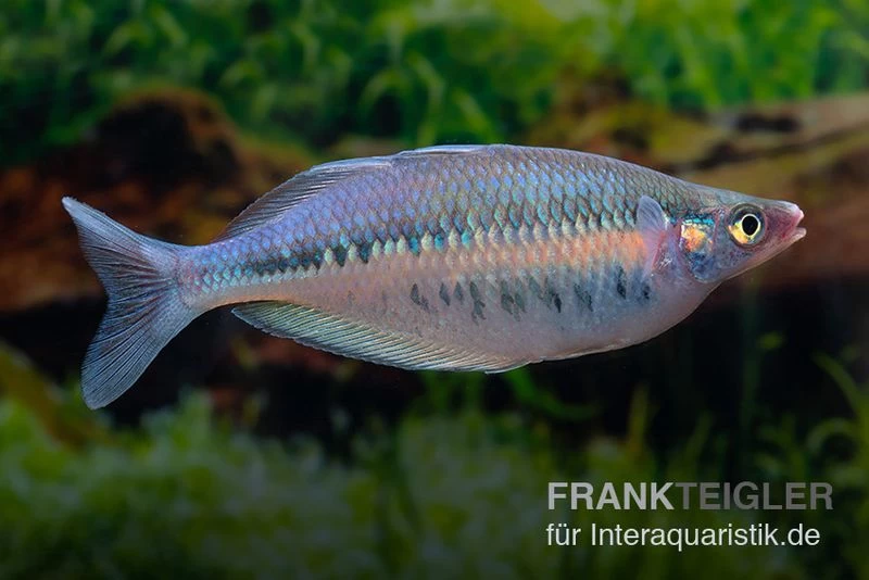 Gestreifter Regenbogenfisch, Chilatherina fasciata, 5 Tiere Gestreifter Regenbogenfisch, Chilatherina Fasciata, 5 Tiere -Interaquaristik Verkäufe Regenbogenfisch Chilatherina fasciata