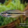Lake Tebera Regenbogenfisch, Melanotaenia Herbertaxelrodi 1 Lake Tebera Regenbogenfisch, Melanotaenia Herbertaxelrodi -Interaquaristik Verkäufe Regenbogenfisch Melanotaenia herbertaxelrodi neu