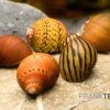 Rennschnecken-Bundle: 5x Rennschnecke Im Farbmix -Interaquaristik Verkäufe Rennschnecken Mix 1