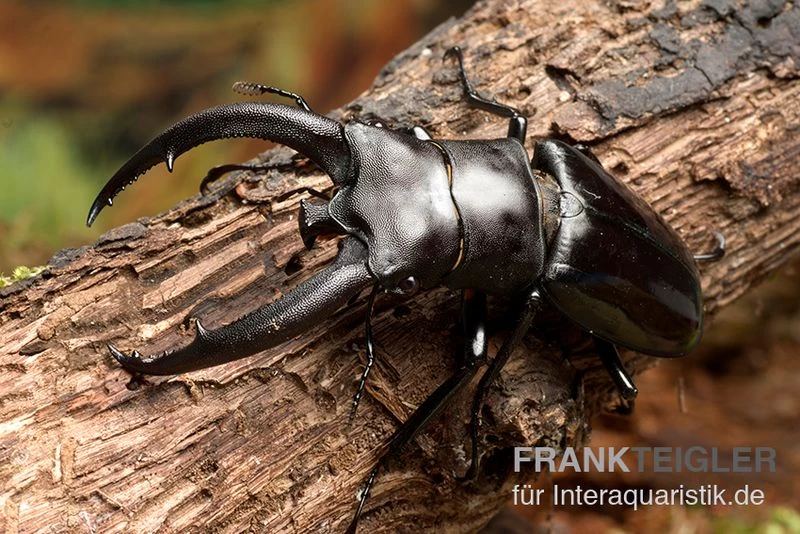 Rhinoceros-Hirschkäfer, Hexarthrius rhinoceros Rhinoceros-Hirschkäfer, Hexarthrius Rhinoceros -Interaquaristik Verkäufe Rhinoceros Hirschkaefer Hexarthrius rhinoceros 1