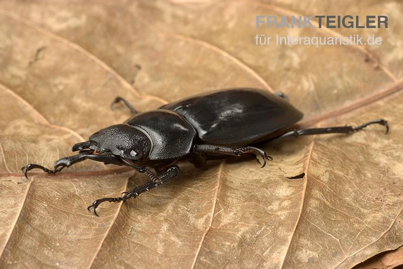 Rhinoceros-Hirschkäfer, Hexarthrius rhinoceros Rhinoceros-Hirschkäfer, Hexarthrius Rhinoceros -Interaquaristik Verkäufe Rhinoceros Hirschkaefer Hexarthrius rhinoceros 2