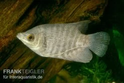 Riesengurami, Osphronemus Goramy