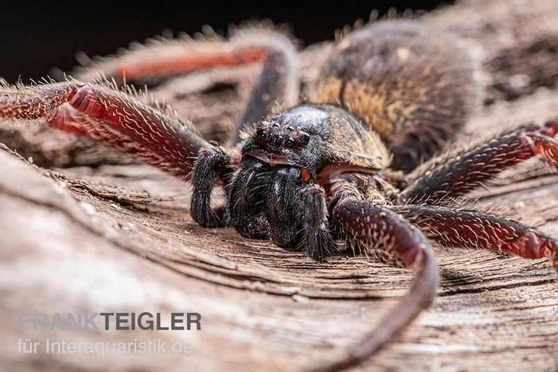 Riesenkrabbenspinne, Heteropoda sp. Indonesien 01 Riesenkrabbenspinne, Heteropoda Sp. Indonesien 01 -Interaquaristik Verkäufe Riesenkrabbenspinne Heteropoda sp Indonesien 03