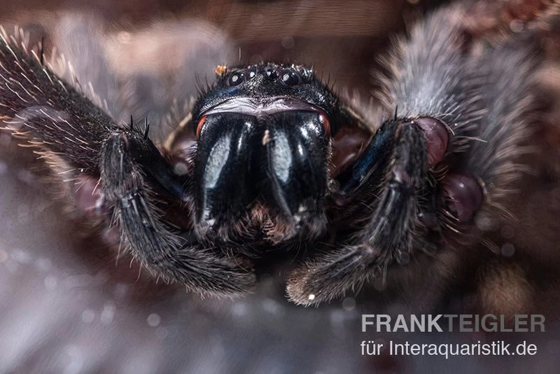 Riesenkrabbenspinne, Heteropoda sp. Indonesien 01 Riesenkrabbenspinne, Heteropoda Sp. Indonesien 01 -Interaquaristik Verkäufe Riesenkrabbenspinne Heteropoda sp Indonesien 04