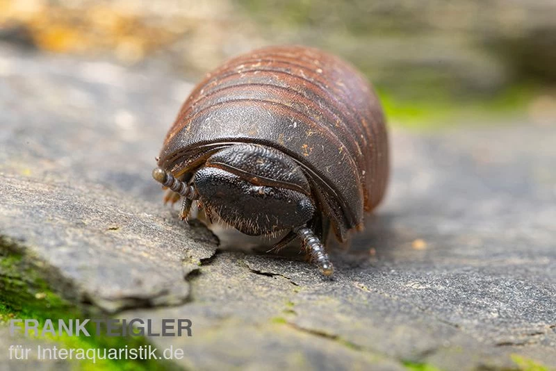Riesenkugler, Castanotherium sp. Indonesien 1 Riesenkugler, Castanotherium Sp. Indonesien 1 -Interaquaristik Verkäufe Riesenkugler Castanotherium sp Indonesien 1 1