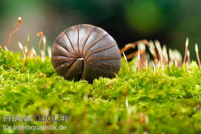 Riesenkugler, Castanotherium sp. Indonesien 1 Riesenkugler, Castanotherium Sp. Indonesien 1 -Interaquaristik Verkäufe Riesenkugler Castanotherium sp Indonesien 1 2