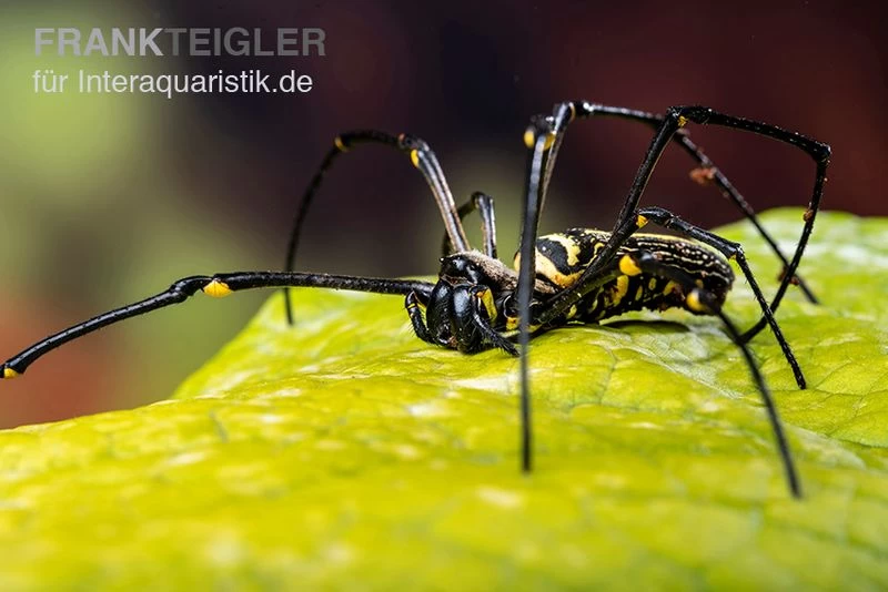 Riesenradnetzspinne, Nephila maculata Riesenradnetzspinne, Nephila Maculata -Interaquaristik Verkäufe Riesenradnetzspinne Nephila maculata 2