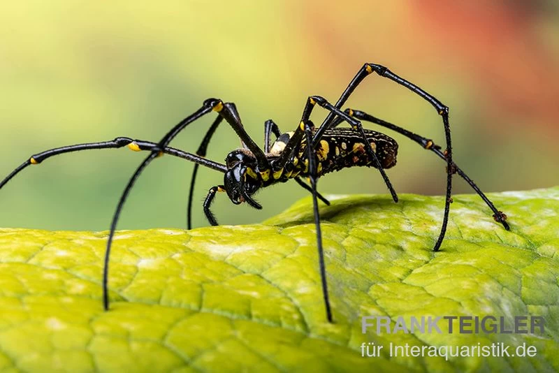 Riesenradnetzspinne, Nephila maculata Riesenradnetzspinne, Nephila Maculata -Interaquaristik Verkäufe Riesenradnetzspinne Nephila maculata 3