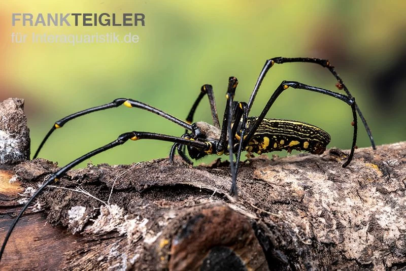 Riesenradnetzspinne, Nephila maculata Riesenradnetzspinne, Nephila Maculata -Interaquaristik Verkäufe Riesenradnetzspinne Nephila maculata 5