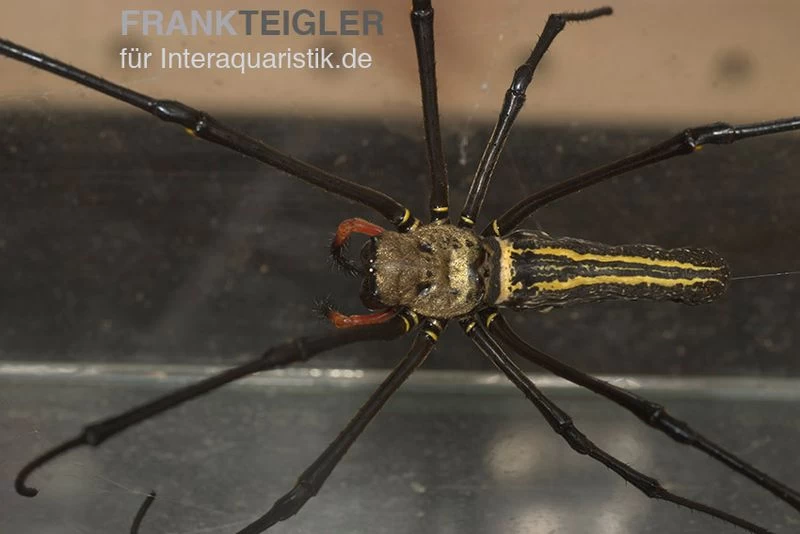 Riesenradnetzspinne, Nephila maculata Riesenradnetzspinne, Nephila Maculata -Interaquaristik Verkäufe Riesenradnetzspinne Nephila maculata
