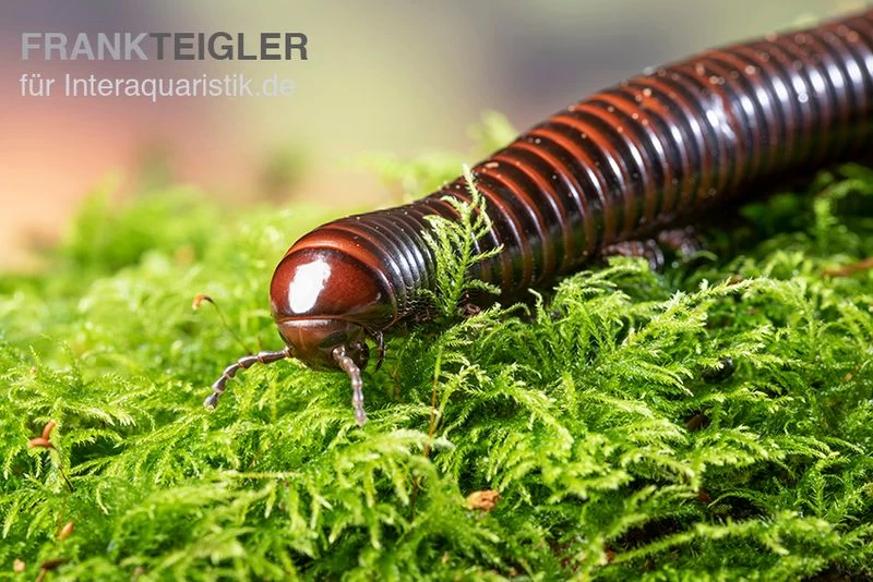 Riesiger Feuer-Tausendfüßer, Pelmatojulus excisus Riesiger Feuer-Tausendfüßer, Pelmatojulus Excisus -Interaquaristik Verkäufe Riesiger Feuer Tausendfuesser Pelmatojulus excisus 1