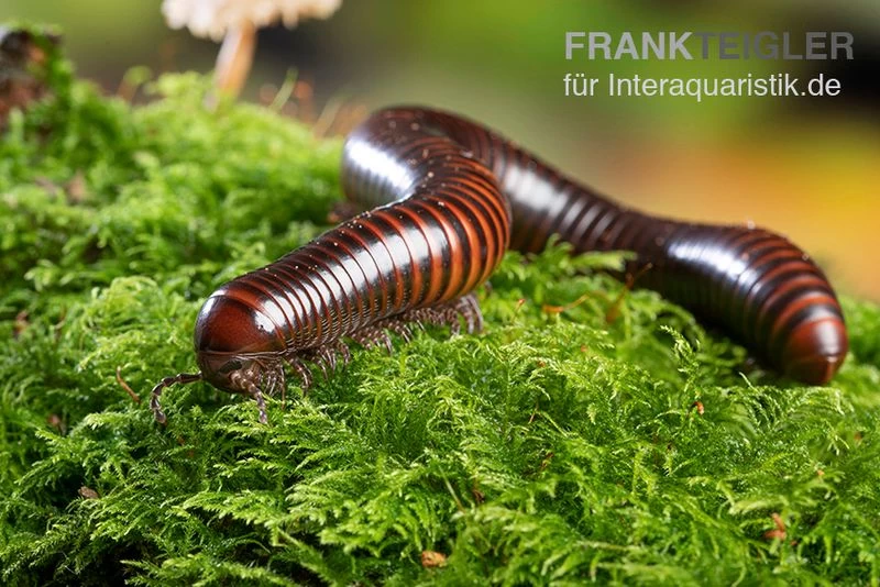 Riesiger Feuer-Tausendfüßer, Pelmatojulus excisus Riesiger Feuer-Tausendfüßer, Pelmatojulus Excisus -Interaquaristik Verkäufe Riesiger Feuer Tausendfuesser Pelmatojulus excisus 2