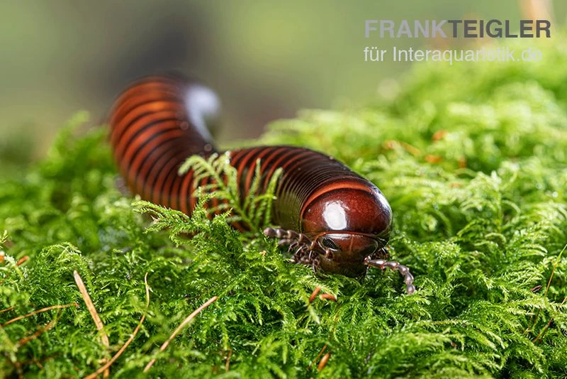 Riesiger Feuer-Tausendfüßer, Pelmatojulus excisus Riesiger Feuer-Tausendfüßer, Pelmatojulus Excisus -Interaquaristik Verkäufe Riesiger Feuer Tausendfuesser Pelmatojulus excisus 3