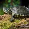 Rio-Grande-Schmuckschildkröte, Pseudemys Gorzugi -Interaquaristik Verkäufe Rio Grande Schmuckschildkroete Pseudemys gorzugi
