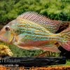 Rio-Negro-Erdfresser, Geophagus Winemilleri -Interaquaristik Verkäufe Rio Negro Erdfresser Geophagus winemilleri neu 1