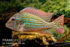 Rio-Negro-Erdfresser, Geophagus Winemilleri -Interaquaristik Verkäufe Rio Negro Erdfresser Geophagus winemilleri neu 2