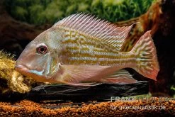 Rio-Negro-Erdfresser, Geophagus Winemilleri -Interaquaristik Verkäufe Rio Negro Erdfresser Geophagus winemilleri neu 3