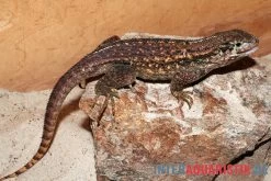 Rollschwanzleguan, Leiocephalus Carinatus 4 Rollschwanzleguan, Leiocephalus Carinatus -Interaquaristik Verkäufe Rollschwanzleguan Leiocephalus carinatus3