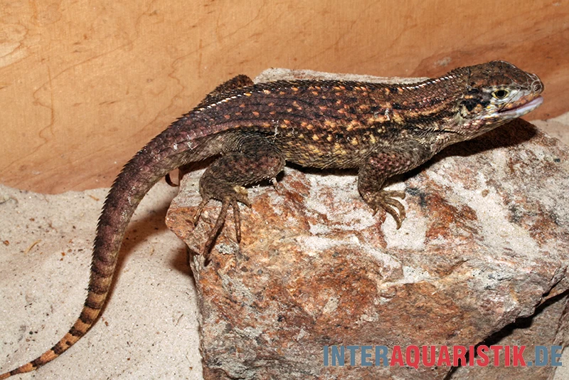 Rollschwanzleguan, Leiocephalus carinatus Rollschwanzleguan, Leiocephalus Carinatus -Interaquaristik Verkäufe Rollschwanzleguan Leiocephalus carinatus3