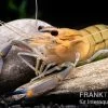 Rosenberggarnele, Macrobrachium Rosenbergii -Interaquaristik Verkäufe Rosenberggarnele Macrobrachium rosenbergii 1