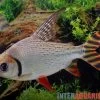 Rotaugen-Nachtsalmler, Semaprochilodus Laticeps 1 Rotaugen-Nachtsalmler, Semaprochilodus Laticeps -Interaquaristik Verkäufe Rotaugen Nachtsalmler Semaprochilodus laticeps 1