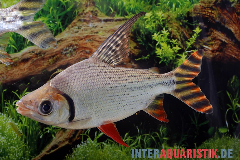 Rotaugen-Nachtsalmler, Semaprochilodus laticeps Rotaugen-Nachtsalmler, Semaprochilodus Laticeps -Interaquaristik Verkäufe Rotaugen Nachtsalmler Semaprochilodus laticeps 1