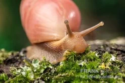 Rote Hausschnecke, Limicolaria Sp. "Deep Red" -Interaquaristik Verkäufe Rote Hausschnecke Limicolaria sp Deep Red 4