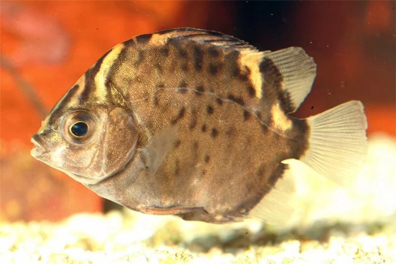 Roter Argusfisch, Scatophagus argus atromaculatus Roter Argusfisch, Scatophagus Argus Atromaculatus -Interaquaristik Verkäufe Roter Argusfisch Scatophagus argus atromaculatus 1