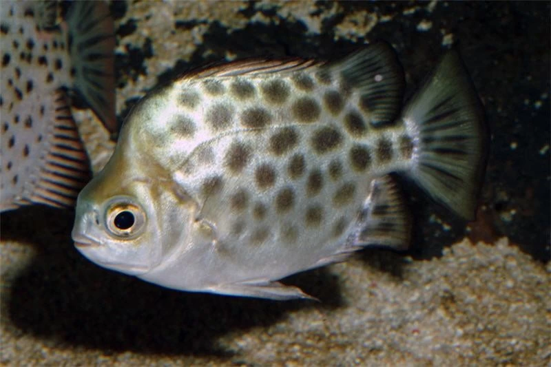 Roter Argusfisch, Scatophagus argus atromaculatus Roter Argusfisch, Scatophagus Argus Atromaculatus -Interaquaristik Verkäufe Roter Argusfisch Scatophagus argus atromaculatus 2