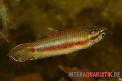 Roter Kampffisch, Betta Rubra -Interaquaristik Verkäufe Roter Kampffisch Betta rubra paarweise 1