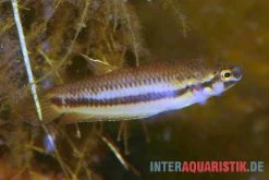 Roter Kampffisch, Betta Rubra -Interaquaristik Verkäufe Roter Kampffisch Betta rubra paarweise 2