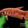 Roter Kampffisch, Betta Rubra -Interaquaristik Verkäufe Roter Kampffisch Betta rubra paarweise neu 1