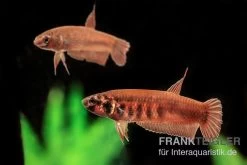 Roter Kampffisch, Betta Rubra -Interaquaristik Verkäufe Roter Kampffisch Betta rubra paarweise neu 2