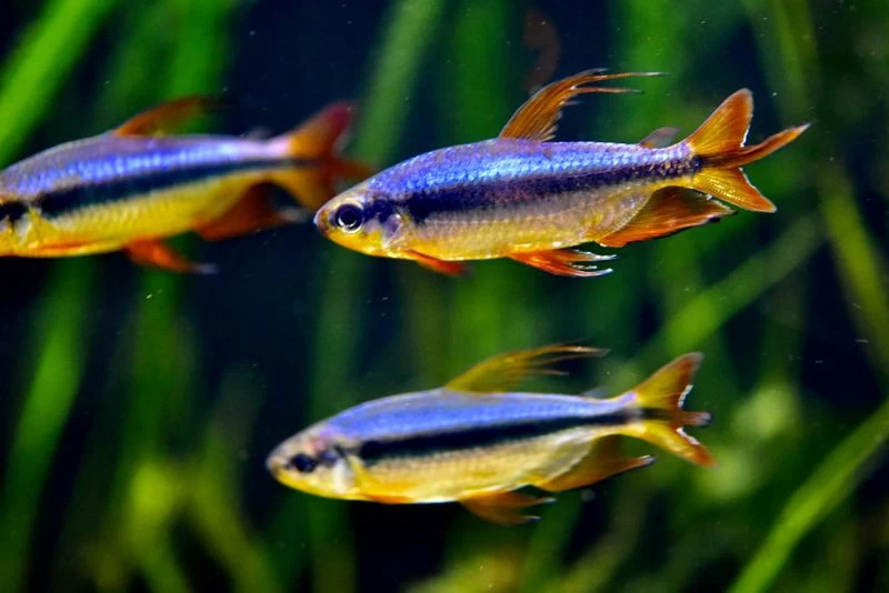 Roter Kongosalmler, Alestopetersius brichardi Roter Kongosalmler, Alestopetersius Brichardi -Interaquaristik Verkäufe Roter Kongosalmler Alestopetersius brichardi 1