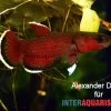 Roter Laubkampffisch, Betta Channoides -Interaquaristik Verkäufe Roter Laubkampffisch Betta channoides 1
